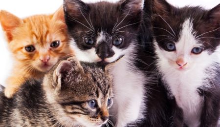 Πρόγραμμα μαζικών στειρώσεων αδέσποτων γατών στον Δήμο Χαλανδρίου