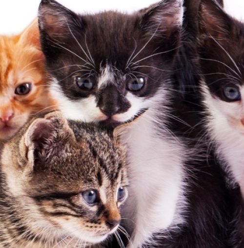 Πρόγραμμα μαζικών στειρώσεων αδέσποτων γατών στον Δήμο Χαλανδρίου