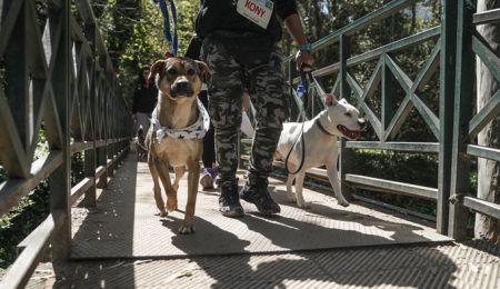 Μεγάλη συμμετοχή στην εκδήλωση με ζώα συντροφιάς “Κυνηγώντας την ουρά μας” στο Χαλάνδρι