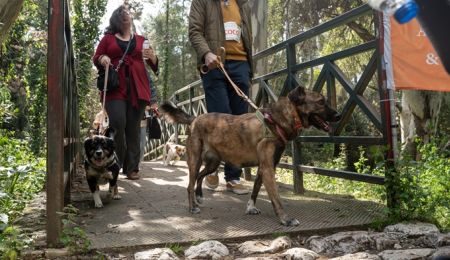 “Κυνηγώντας την ουρά μας!”: Πραγματοποιήθηκε με επιτυχία στη Ρεματιά η δράση με πρωταγωνιστές τα ζώα συντροφιάς