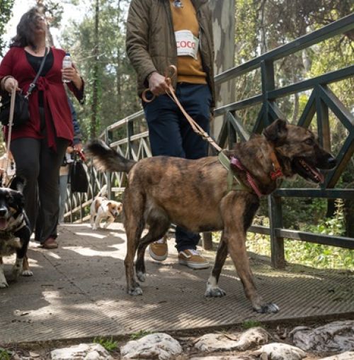 “Κυνηγώντας την ουρά μας!”: Πραγματοποιήθηκε με επιτυχία στη Ρεματιά η δράση με πρωταγωνιστές τα ζώα συντροφιάς