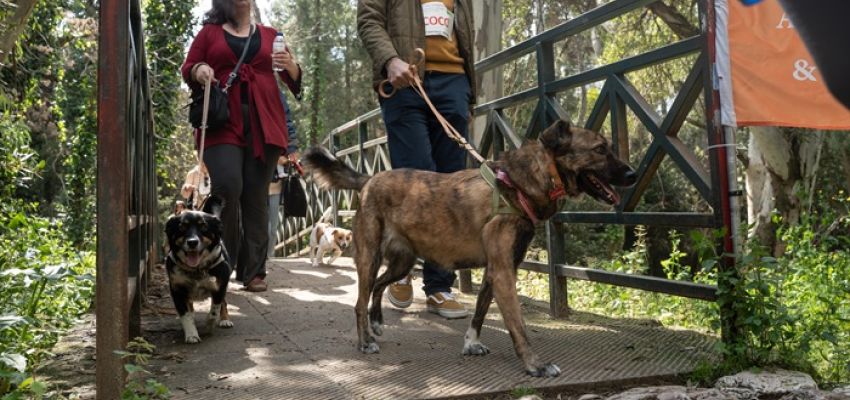 “Κυνηγώντας την ουρά μας!”: Πραγματοποιήθηκε με επιτυχία στη Ρεματιά η δράση με πρωταγωνιστές τα ζώα συντροφιάς