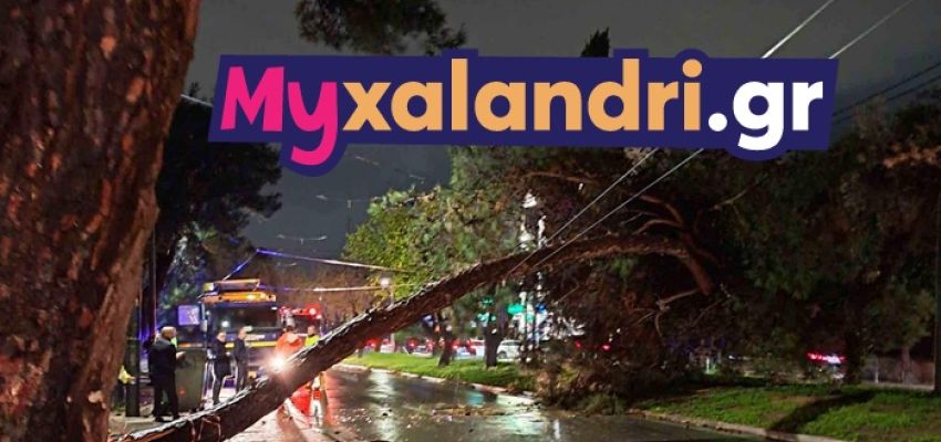 Πτώση πεύκου έκλεισε εντελώς την οδό Παπανικολή στο Χαλάνδρι – Απίστευτο μποτιλιάρισμα