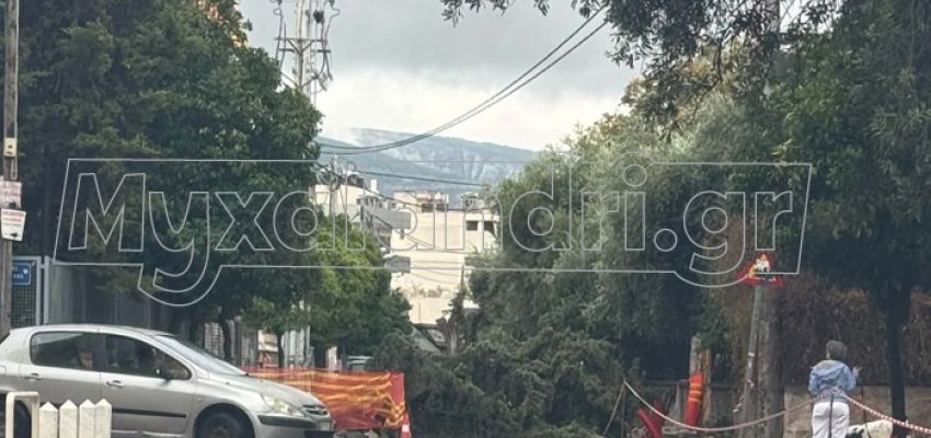 Πτώση δέντρου στο Κάτω Χαλάνδρι