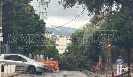 Πτώση δέντρου στο Κάτω Χαλάνδρι
