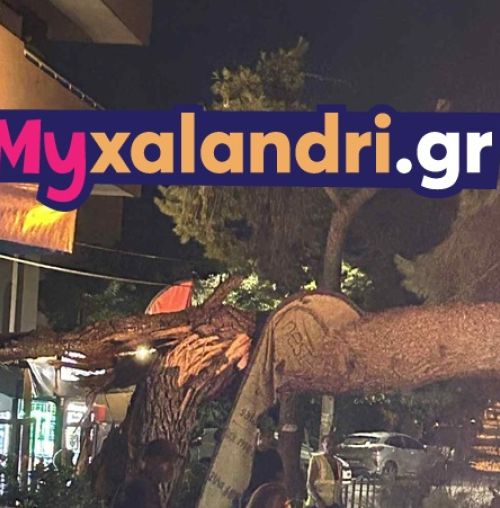 Πτώση δέντρου στο Χαλάνδρι λόγω των ισχυρών ανέμων (εικόνες)