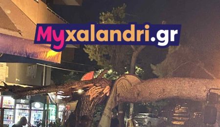 Πτώση δέντρου στο Χαλάνδρι λόγω των ισχυρών ανέμων (εικόνες)